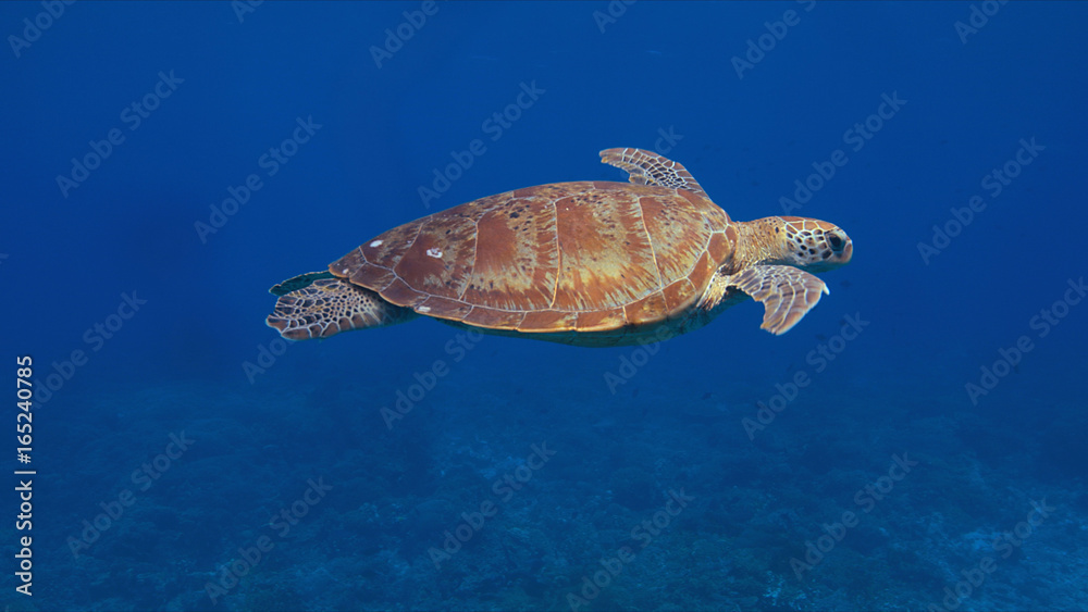 Obraz premium Green sea turtle in blue water.