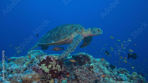 Green sea turtle on a coral reef with plenty fish.