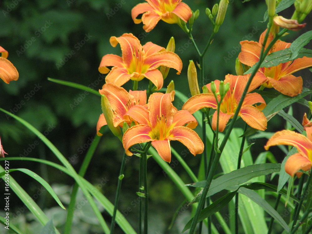 Beautiful blooming orange wood lilies in the park, tiger lilies in full blossom Beautiful blooming orange wood lilies in the park, tiger lilies in full blossom