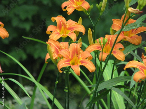 Beautiful blooming orange wood lilies in the park  tiger lilies in full blossom