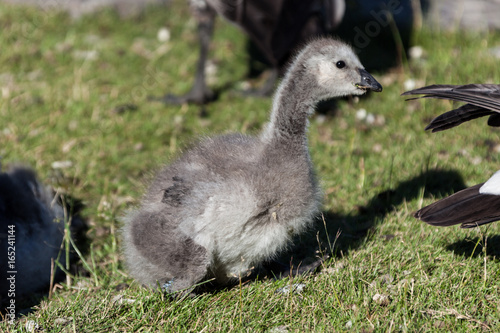 Fortress  world heritage  haven  Helsinki at blue sky  goose  baby  animal