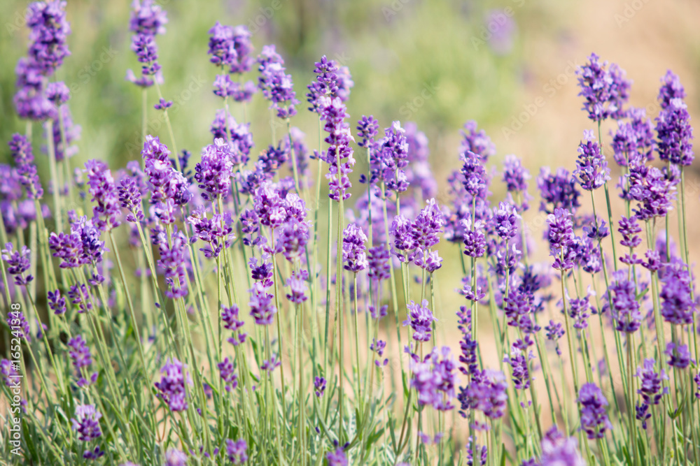 Naklejka premium Beautiful lavender field in summer of Hokkaido, Japan