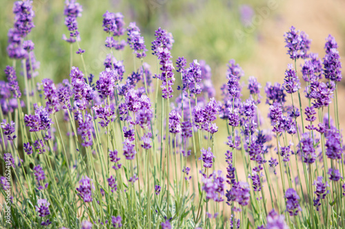 Beautiful lavender field in summer of Hokkaido  Japan