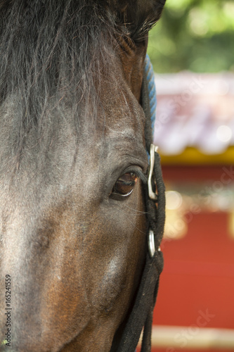 The Horse eye © Iwan