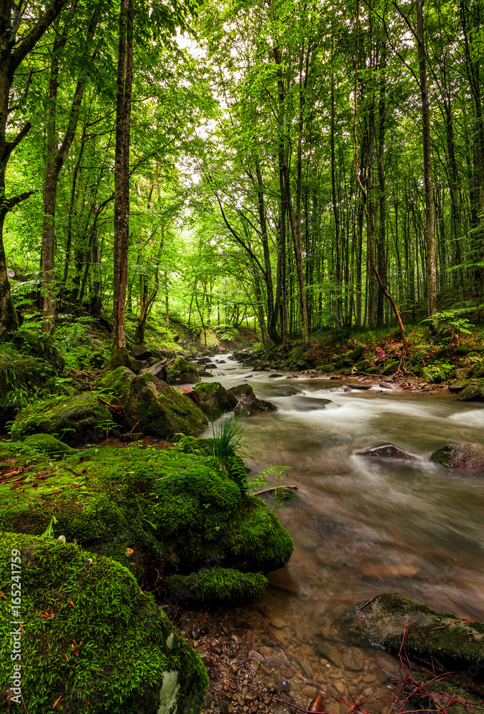 Rapid stream in green forest Rapid stream in green forest