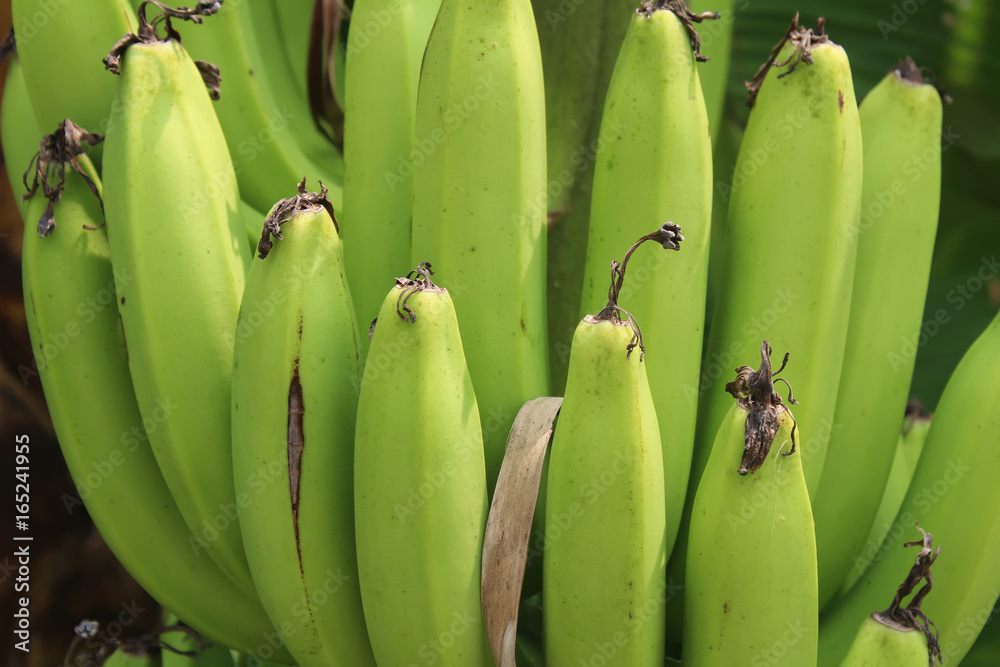 banana bunches in garden