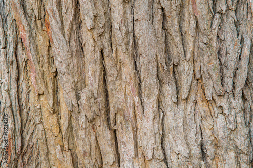 bark background brown nature