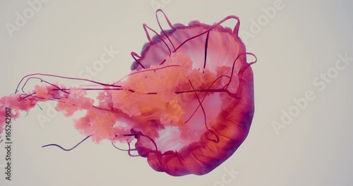 Incredible closeup shot of a jellyfish