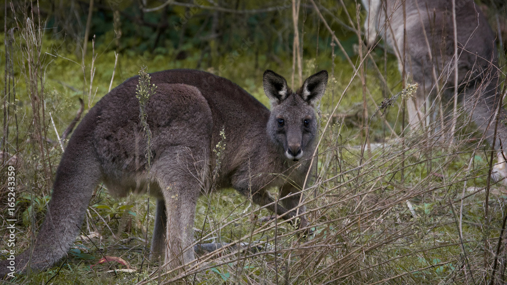 Kangaroo near Melbourne, Australia