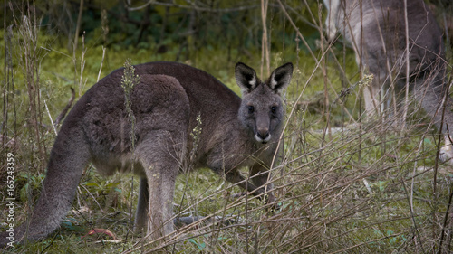 Kangaroo near Melbourne, Australia