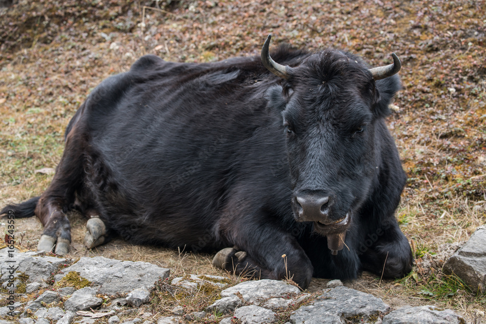 custom made wallpaper toronto digitalYak live in nature around pathway on the road on mountain