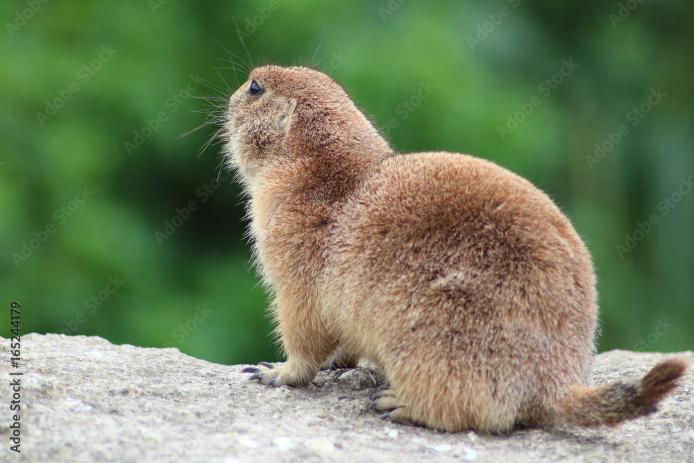 Fototapeta premium marmot 
