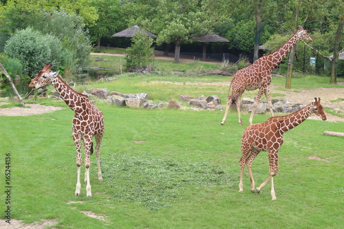Canvas Print Giraffes