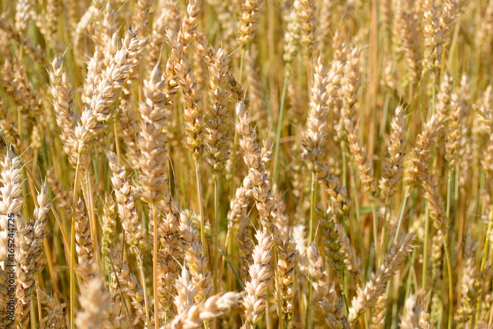 Photo of ripening wheat spikes in the field