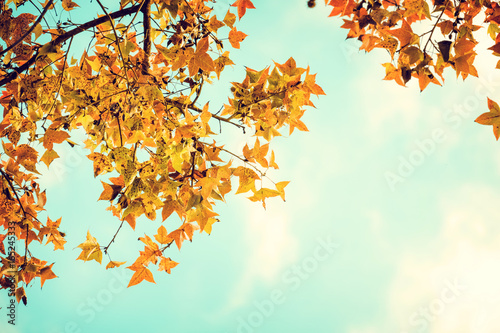 Beautiful autumn leaves and sky background in fall season  Colorful maple foliage tree in the autumn park  Autumn trees Leaves in vintage color tone.