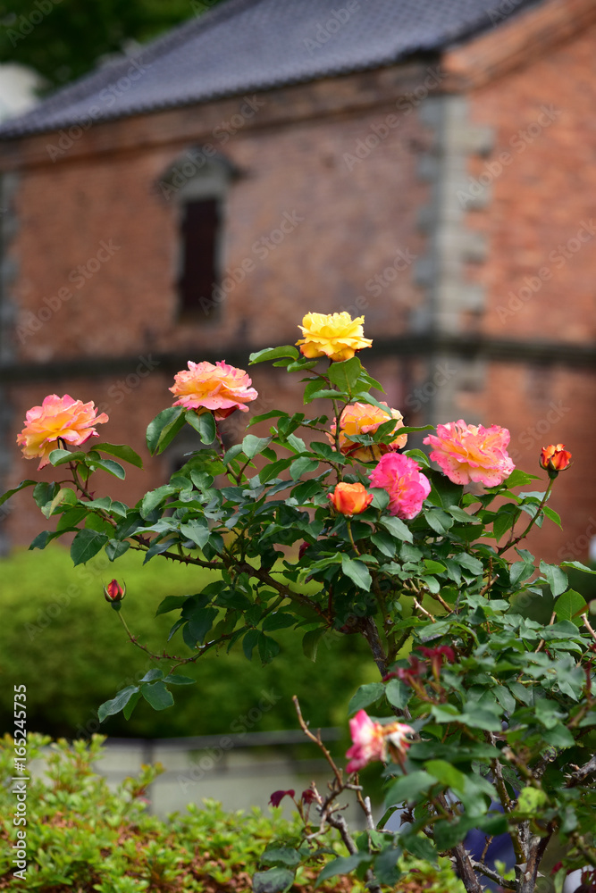 元町公園のレンガの蔵とアンネのバラ