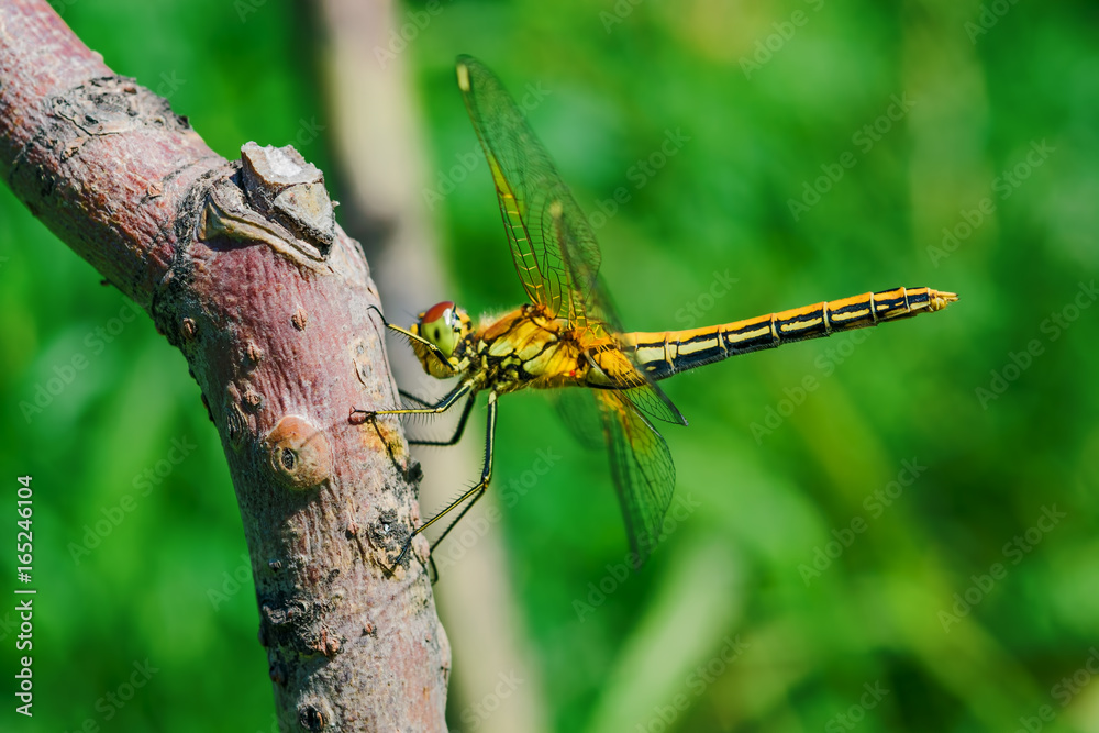 Insect dragonfly sits on a wooden peg on a green background in the sunlight, side view, closeup
Insect dragonfly sits on a wooden peg on a green background in the sunlight, side view, closeup