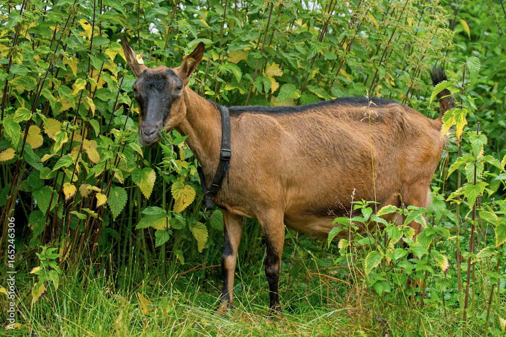 Harzer Ziege Geiß Harzer Ziege Geiß