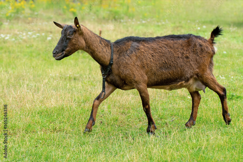 Naklejka premium Harzer Ziege Geiß