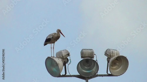 One stork standing on the lantern on blue sky background