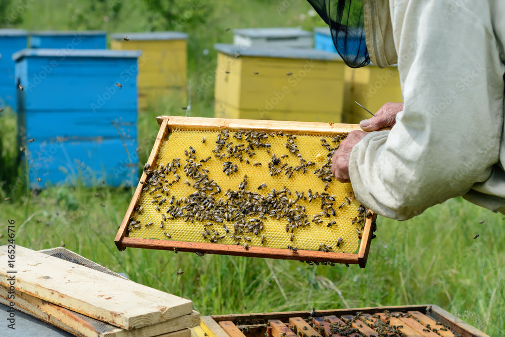 The beekeeper takes out from the hive honeycomb with bees. Apiary. Apiculture. The beekeeper takes out from the hive honeycomb with bees. Apiary. Apiculture.