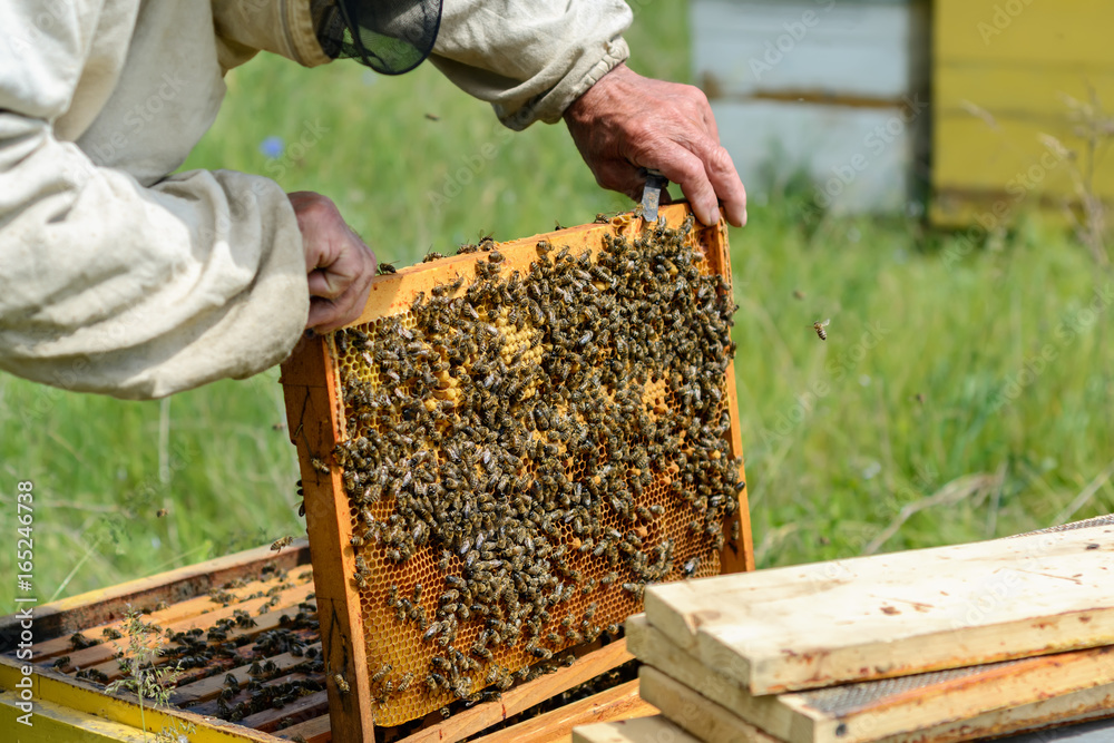 Beekeeper is working with bees and beehives on the apiary. Apiculture. Beekeeper is working with bees and beehives on the apiary. Apiculture.