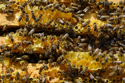 The bees inside the hive rebuild the honeycombs. Apiculture.