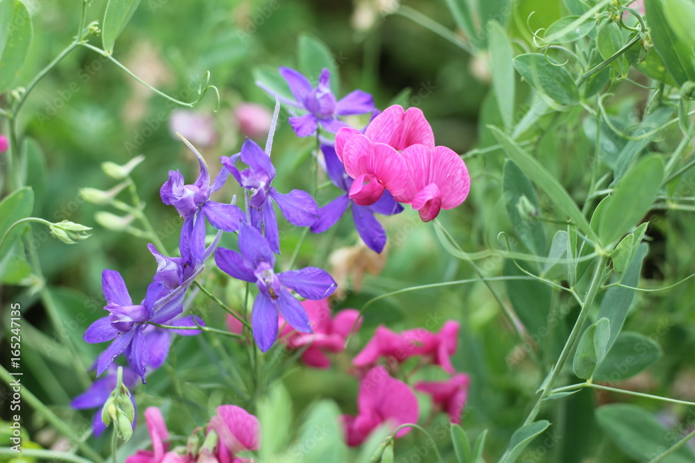 composition with wild flowers composition with wild flowers