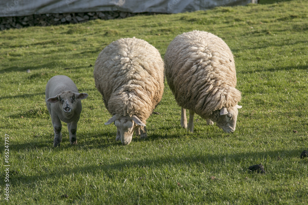 Obraz premium Drei Schafe auf der grünen Wiese in der Sonne