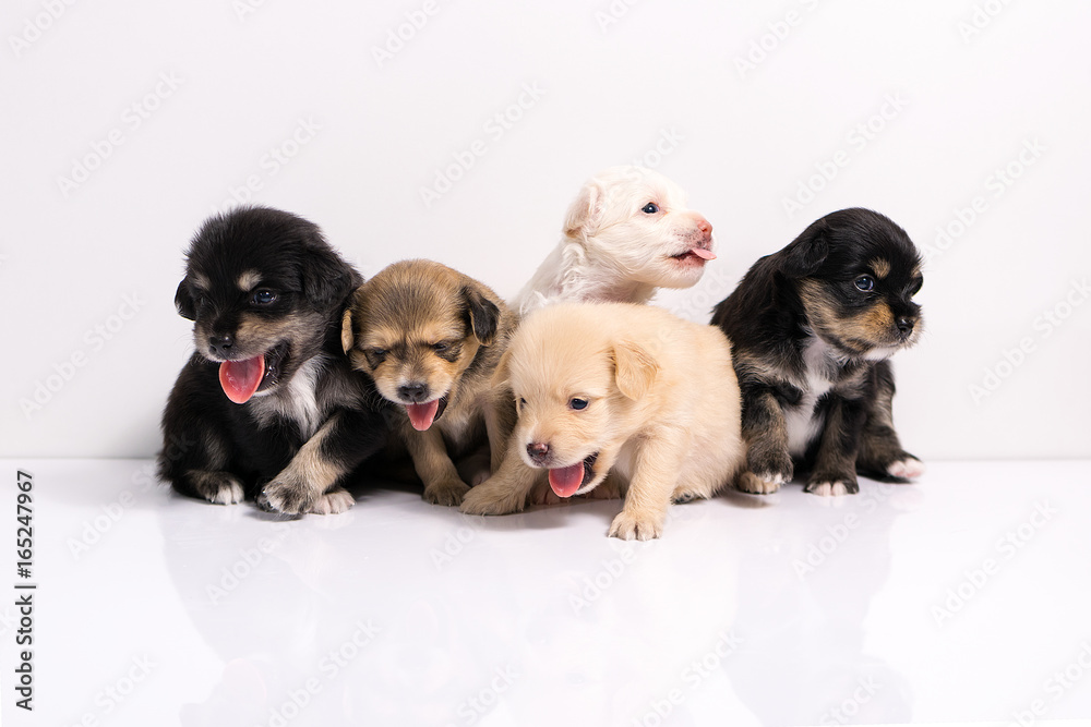 Obraz premium five little black brown white puppies isolated on a white background