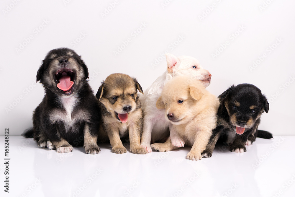 five little black brown white puppies isolated on a white background
