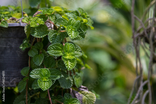 Green peppermint leaves