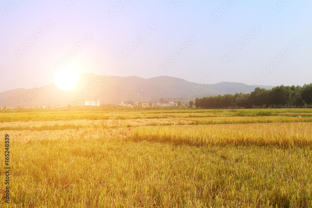 ripe rice field