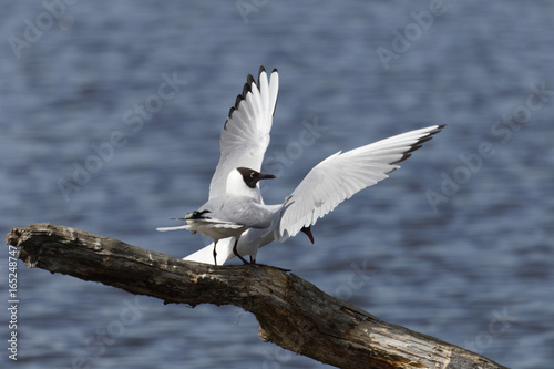 Mouettes rieuses
