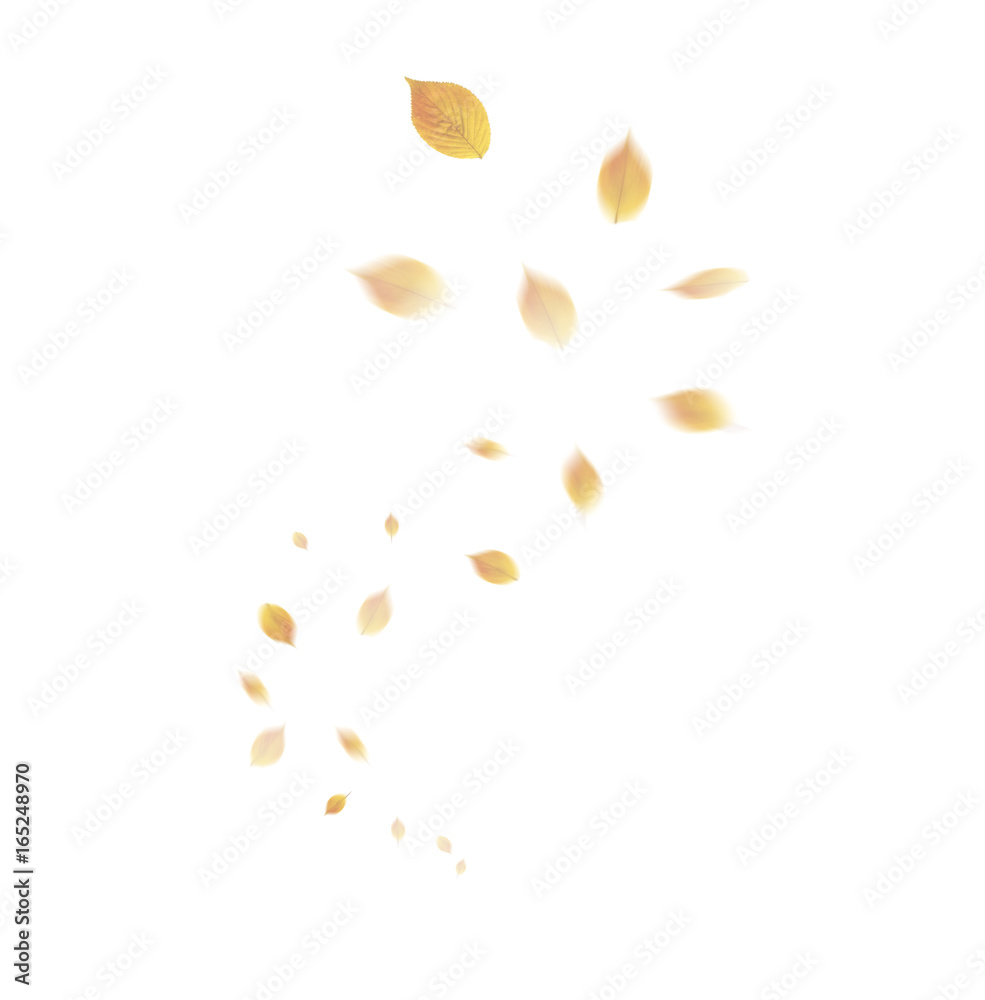 空に舞い上がる秋の葉
空に舞い上がる秋の葉