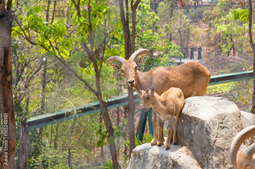 Herd of mountain goats, Goat in the garden, Goat in the nature habitat