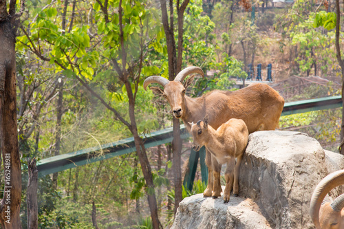 Herd of mountain goats  Goat in the garden  Goat in the nature habitat