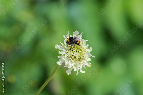  Buff-tailed bumblebee on a white flower, insect 