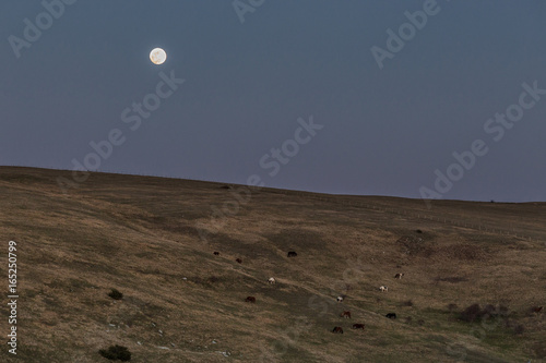 Horses on top of a mountain pasturing at night, with full moon in the sky