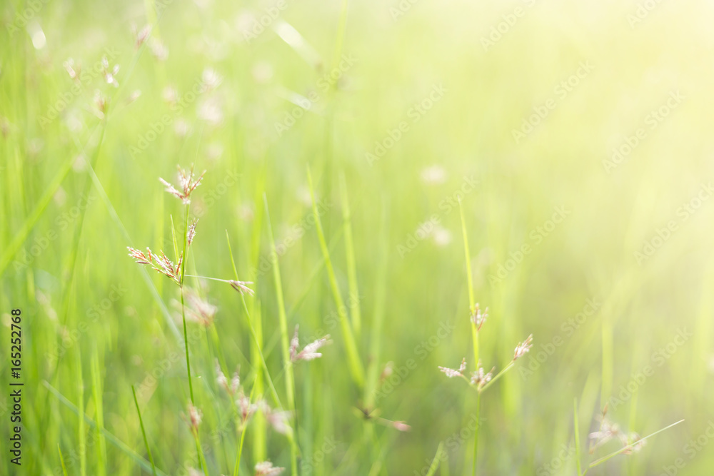 Spring or summer abstract nature blurred background with flower grass in the meadow