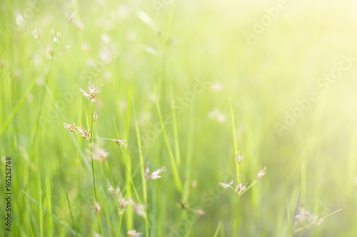 Spring or summer abstract nature blurred background with flower grass in the meadow © yuthana Choradet