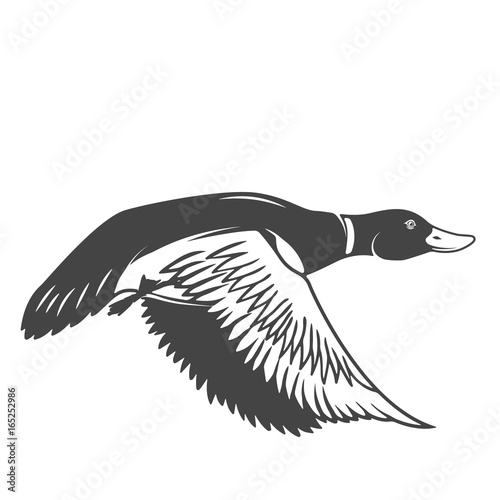 Wild duck icon isolated on white background. Design elements for logo, label, emblem, sign. Vector illustration