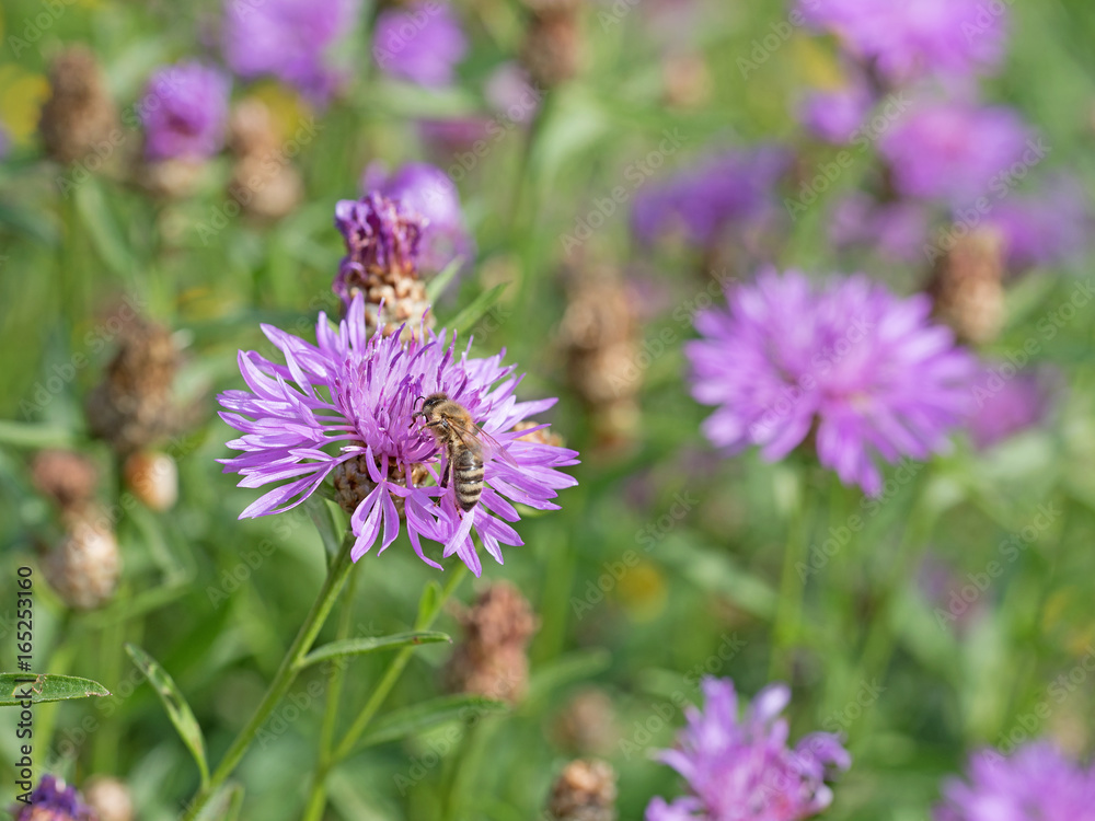 Wiesenflockenblume, Centaurea jacea Wiesenflockenblume, Centaurea jacea