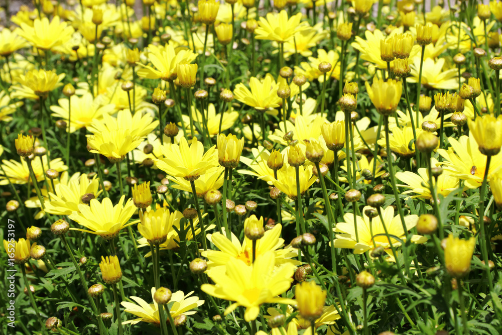 Obraz premium Yellow daisies flowers are solid plants
