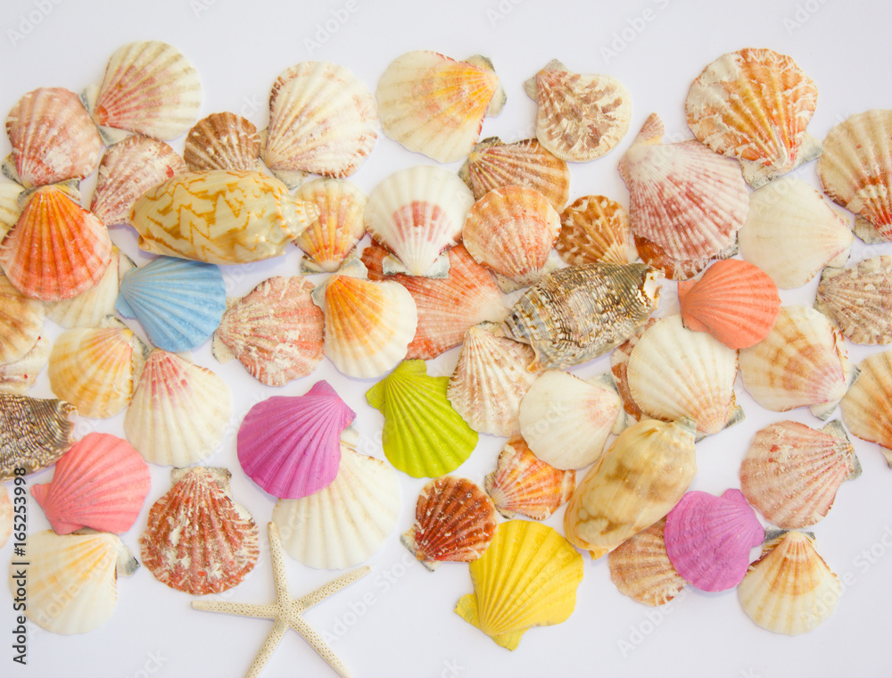 Composition of exotic sea shells on a white background. The view from the top. Place for your text.