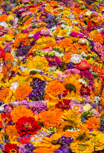 Carpet of multicolored summer flowers