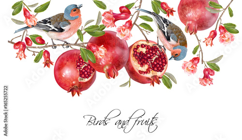 Finch pomegranate border