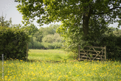 Beautiful English countryside landscape image of meadow in Spring sunshine photo