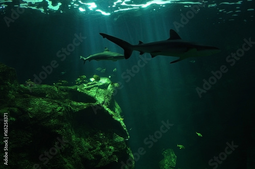 Deep water sharks in a dark and mysterious atmosphere with light rays © M. Mayoux