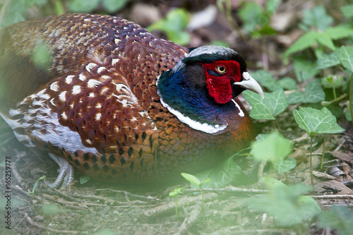 A close-up of a male Common Pheasant (Phasianus colchicus), West Sussex, England, UK.